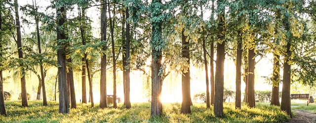 banner0