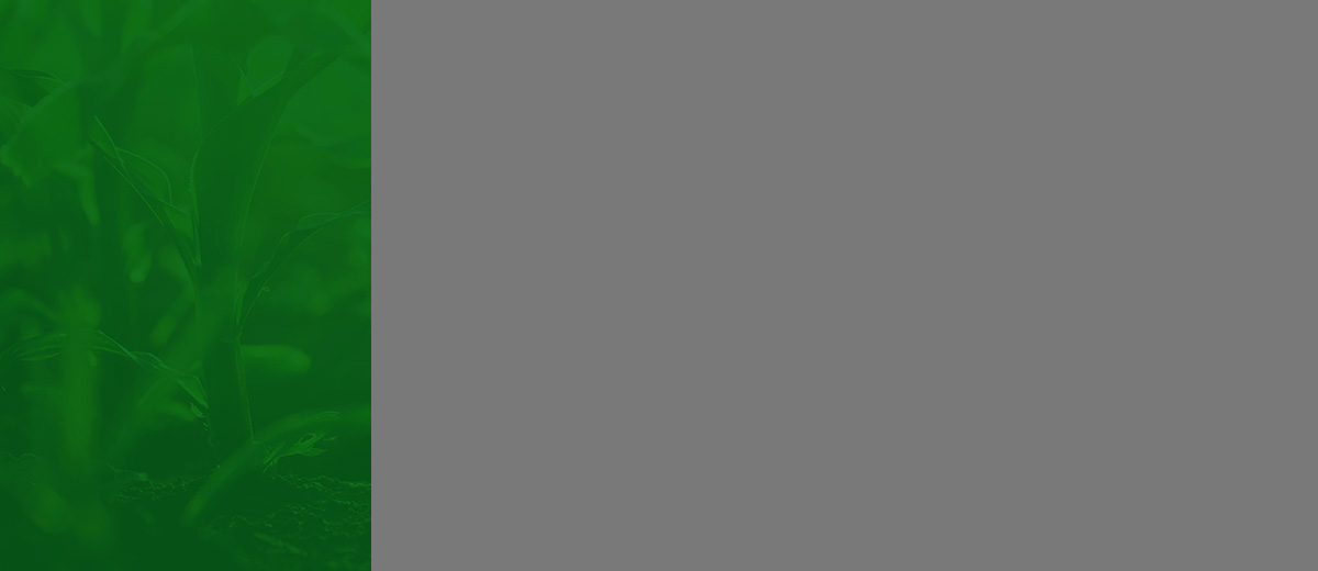 4大核心優(yōu)勢(shì)