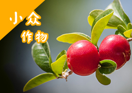 小众作物