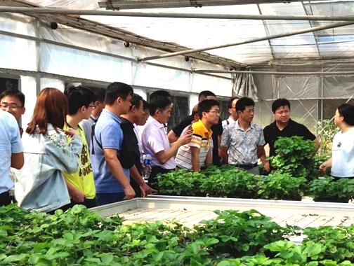 祟明橫沙一行來惠和考察都市現(xiàn)代綠色農(nóng)業(yè)