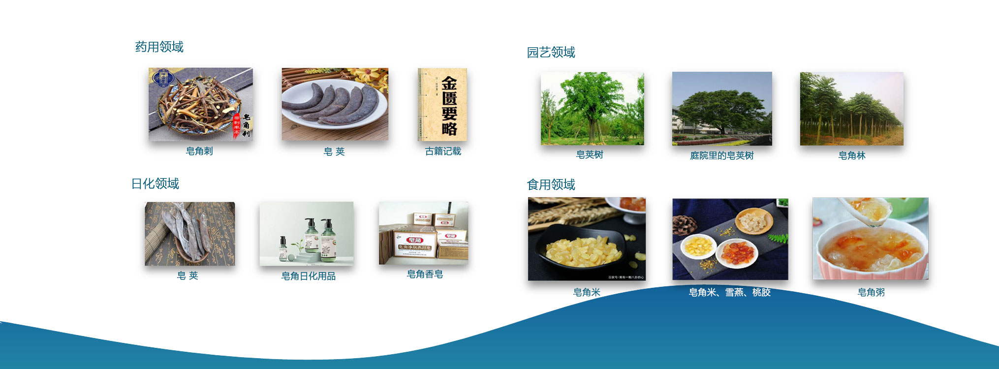 皂角應(yīng)用領(lǐng)域