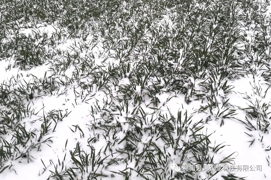 气温骤降、雨雪来袭，如何预防小麦冻害？