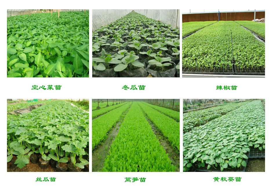 蔬菜自根苗