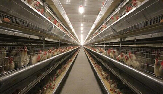 全自动层叠式养鸡设备 现代化蛋鸡养殖场不可或缺