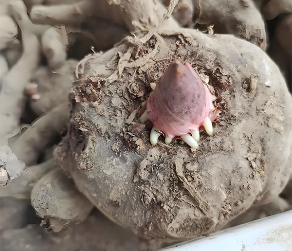 魔芋