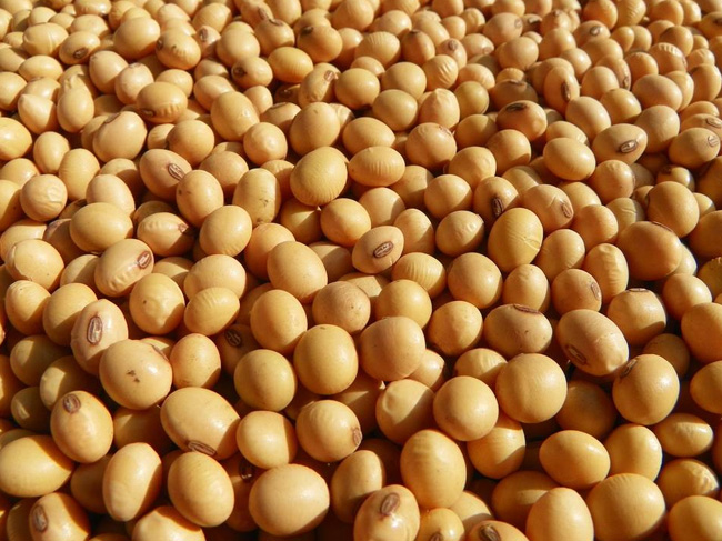 短期內(nèi)大豆價(jià)格穩(wěn)中帶漲為主 短期內(nèi)大豆價(jià)格穩(wěn)中帶漲為主
