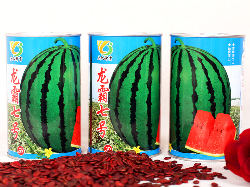 龍霸七號(hào)