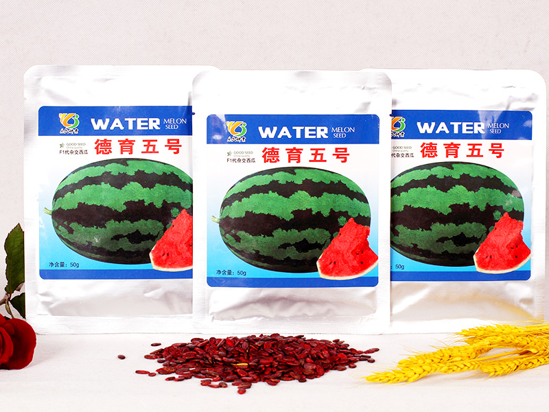 德育五號(hào)