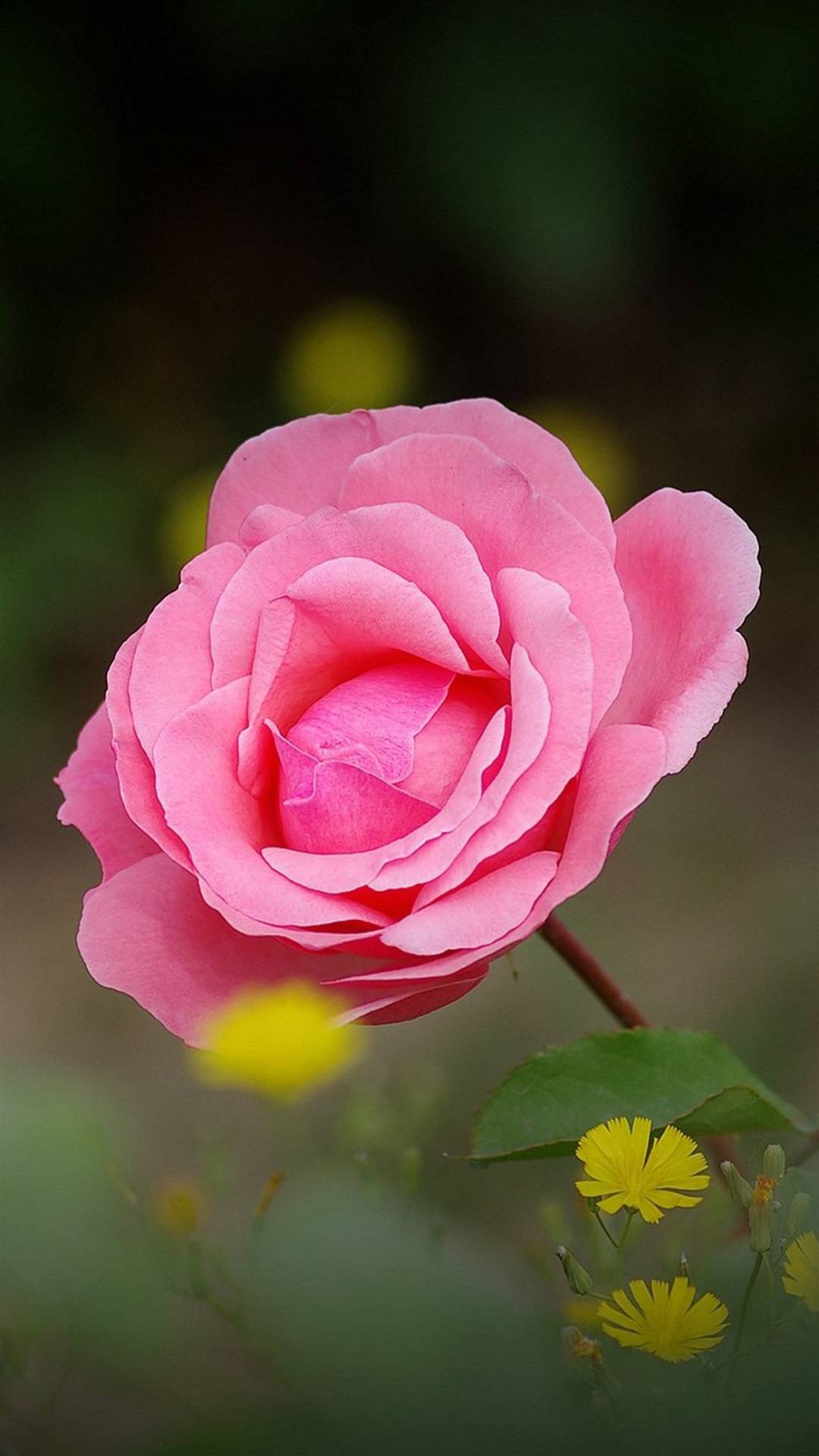 月季花栽培技术