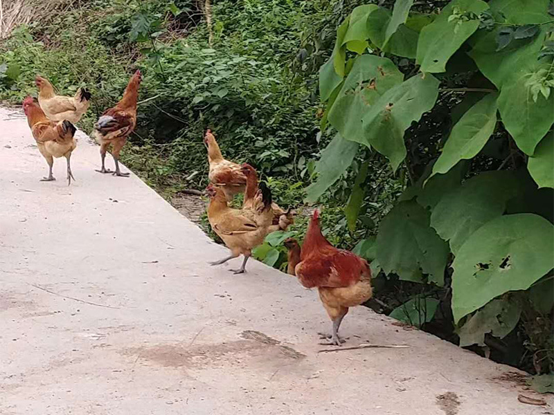 雞 栖霞地址3ePA主久劃女