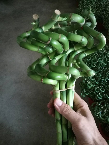 彎竹