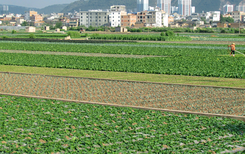 江蘇蔬菜基地