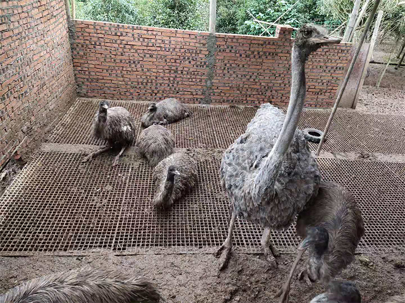 鴕鳥 龙海地址C1iR婚娇黄饥