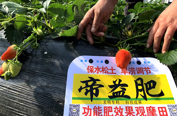 【效果簡(jiǎn)訊】帝益肥平度草莓效果回訪(fǎng)