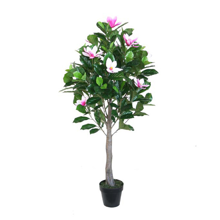 150CM帶盆紅花玉蘭