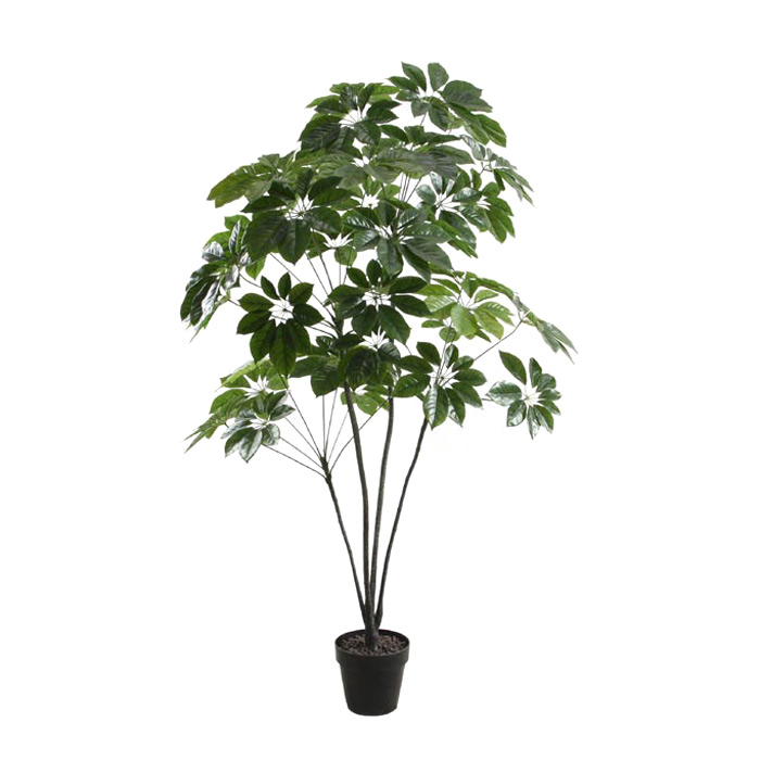 160CM帶盆全綠鵝掌樹