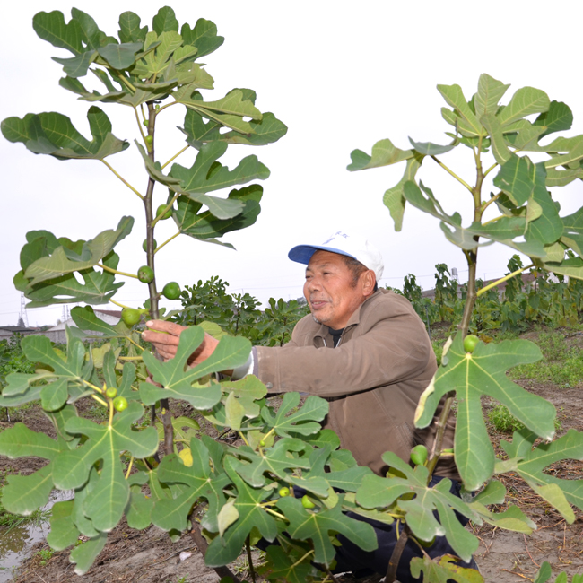 園區(qū)定植無花果