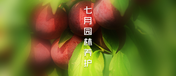 七月-園林養(yǎng)護(hù)月歷