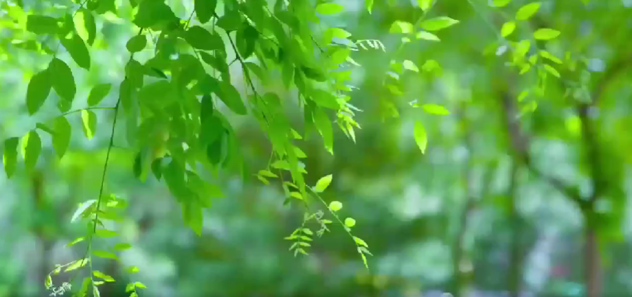 節(jié)日說廉 端陽鑒心