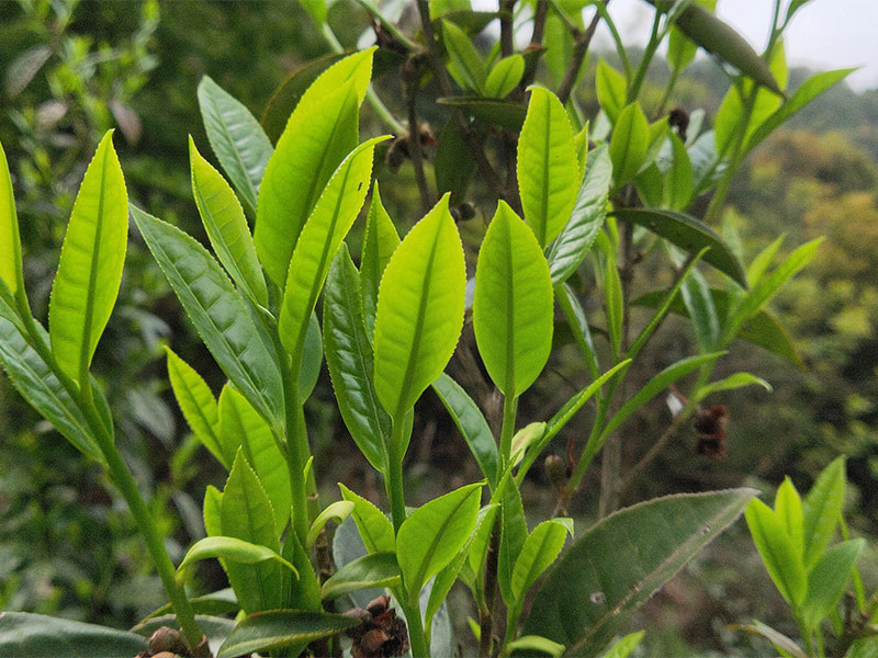 茶園