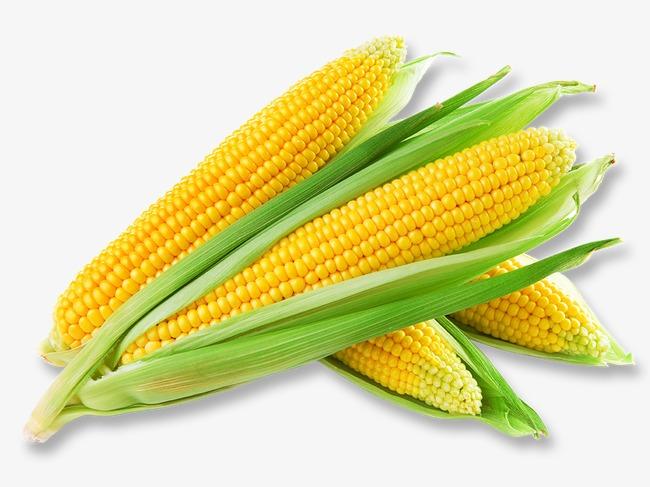 玉米豆粕減量替代:全國(guó)每年有望減少4500萬(wàn)噸玉米和1200萬(wàn)噸豆粕用量 玉米豆粕減量替代:全國(guó)每年有望減少4500萬(wàn)噸玉米和1200萬(wàn)噸豆粕用量