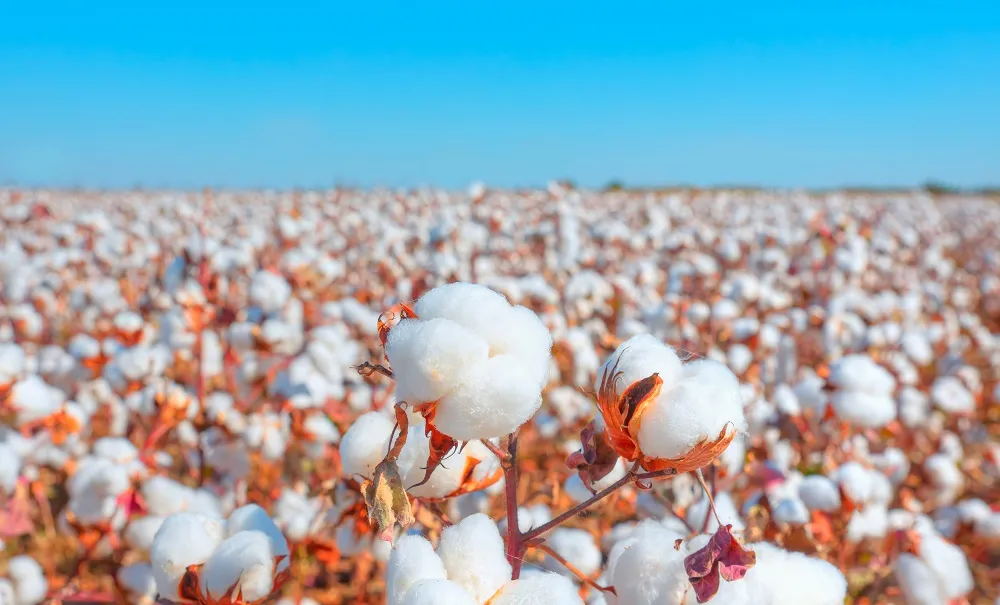 Commodity Collapse? What to Know About Cotton Prices Right Now