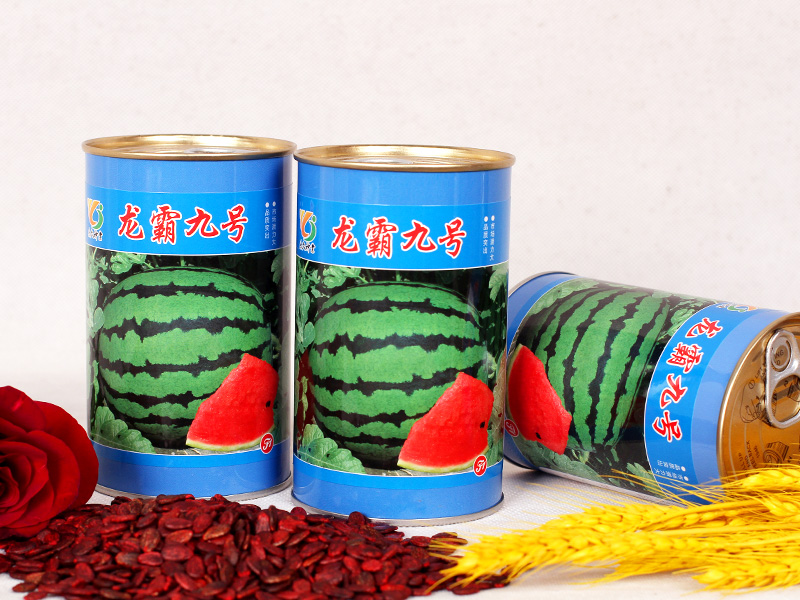 龍霸九號(hào)