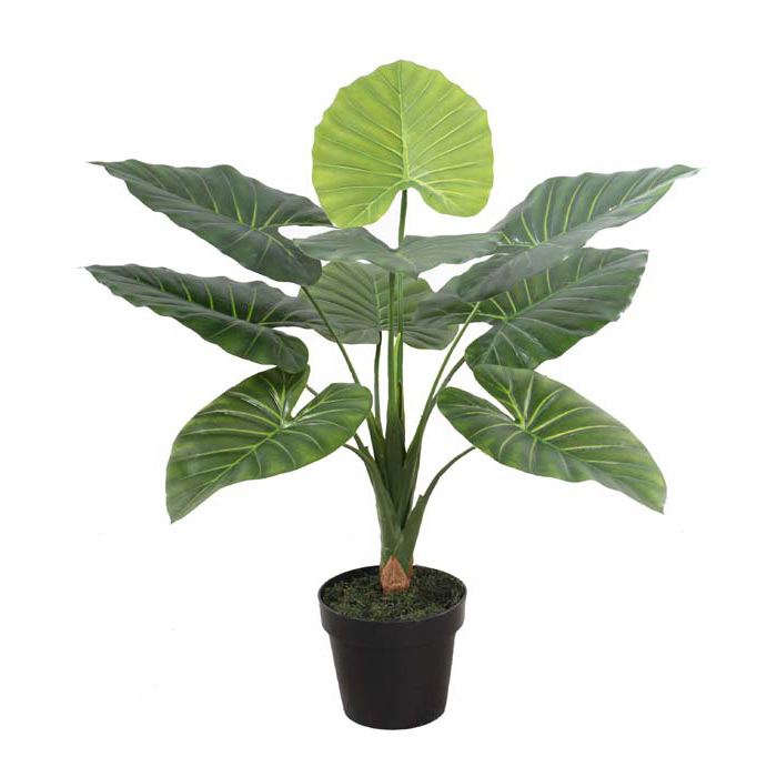 60CM帶盆單桿野芋