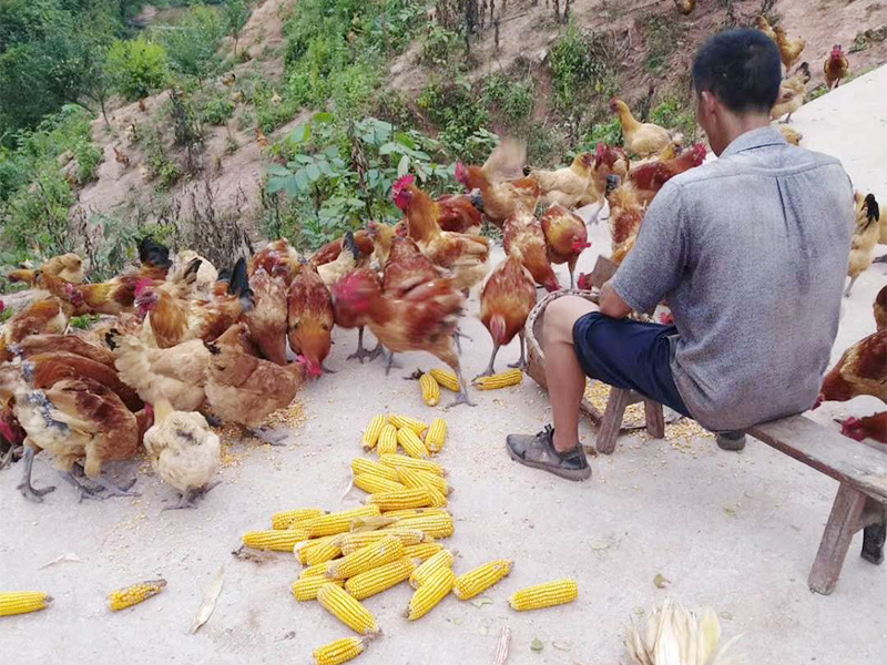 雞