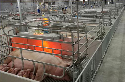 How to develop a pig farm deworming plan