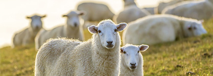 市場上的一些羊絨大衣可能是假羊絨，如何辨別是羊毛還是假羊絨