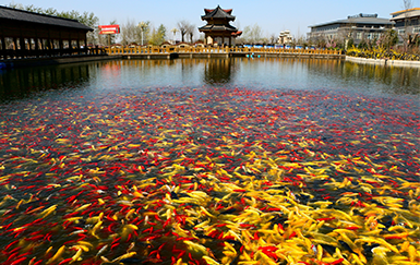 酒泉湖美景