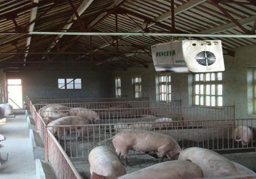 ozone application in pig farm