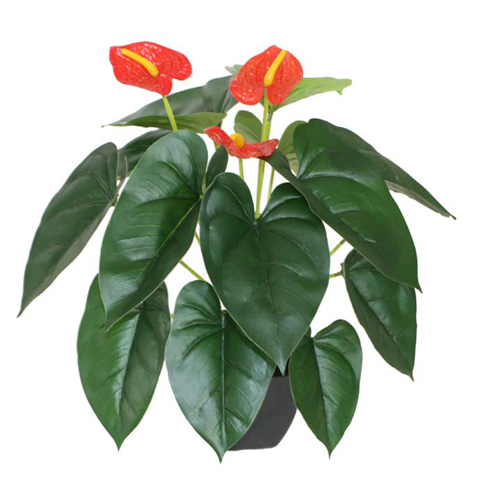 30CM帶盆小紅掌
