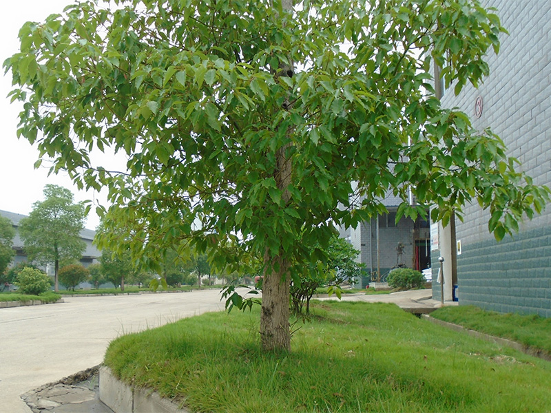園區(qū)環(huán)境 園區(qū)環(huán)境