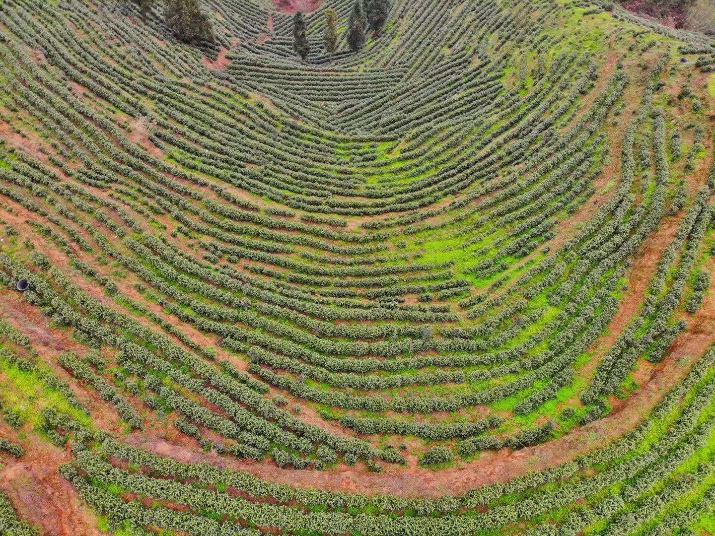 美丽茶山