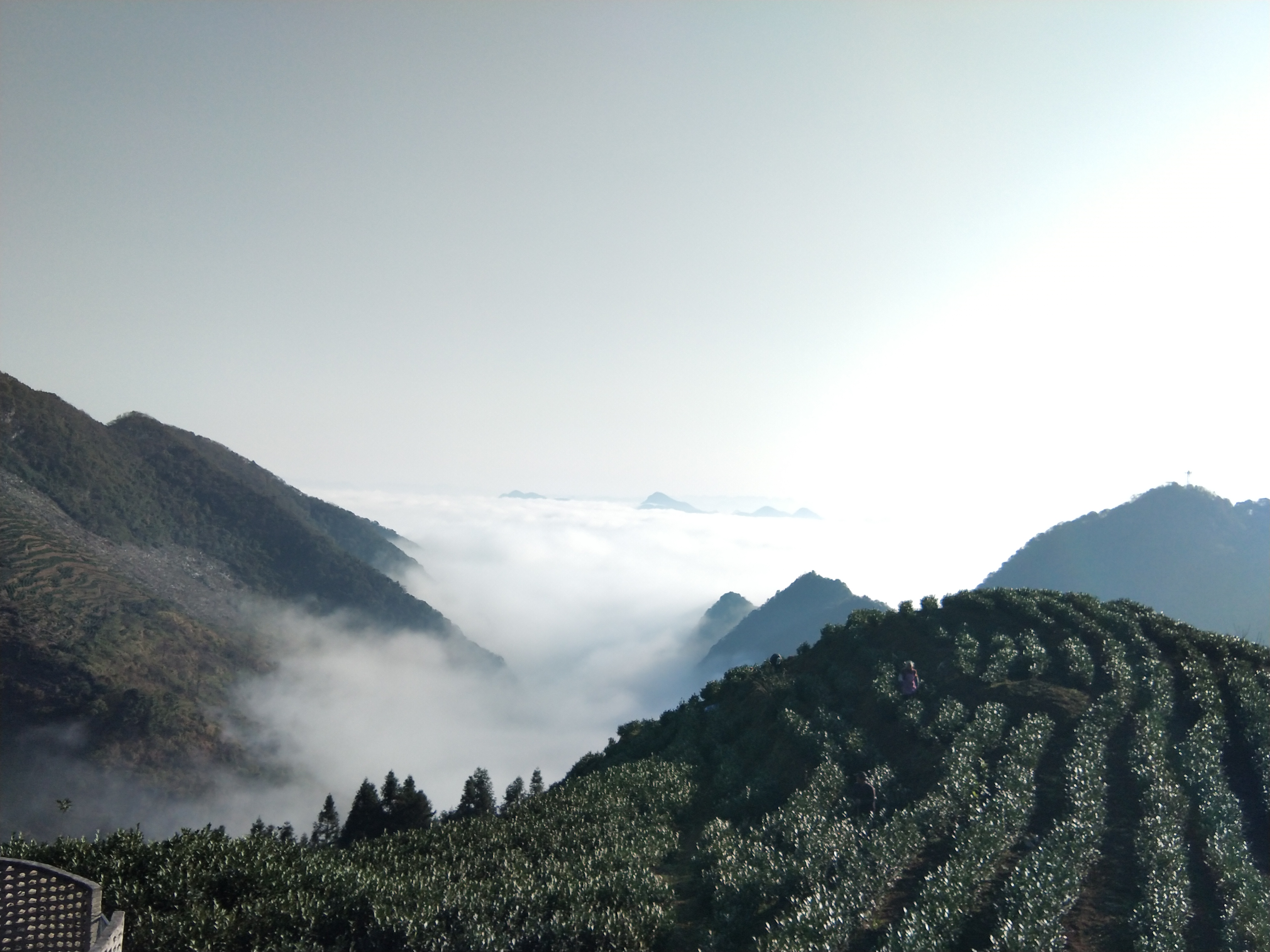 茶山风景