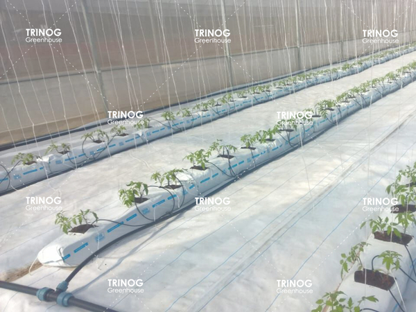 モーリシャス現代トマト植栽農場