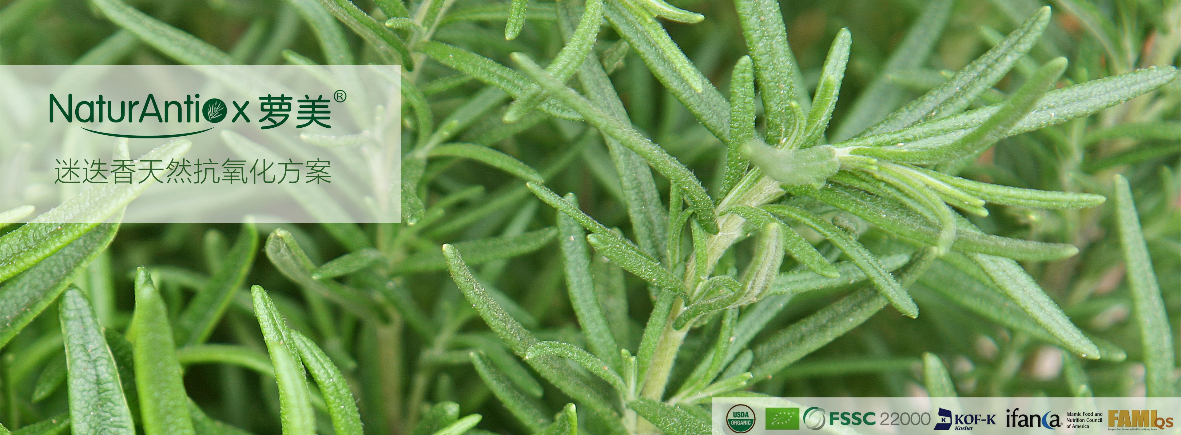 rosemary extracts-banner-CN