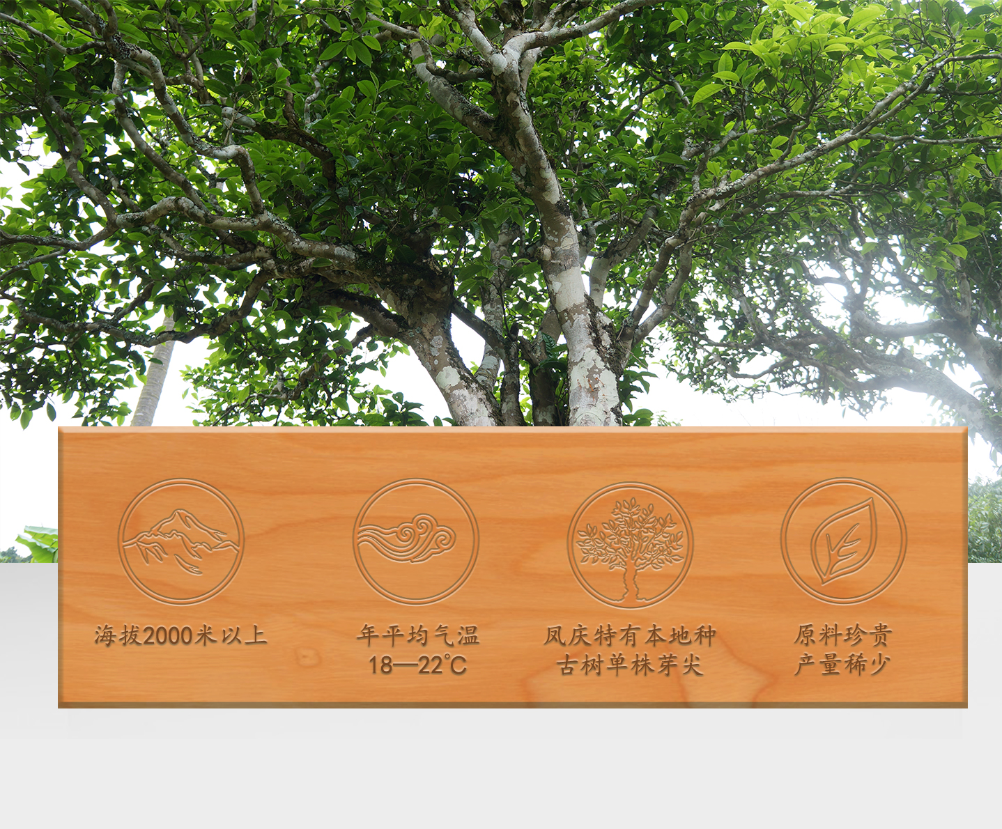 巔峰 · 鳳皇