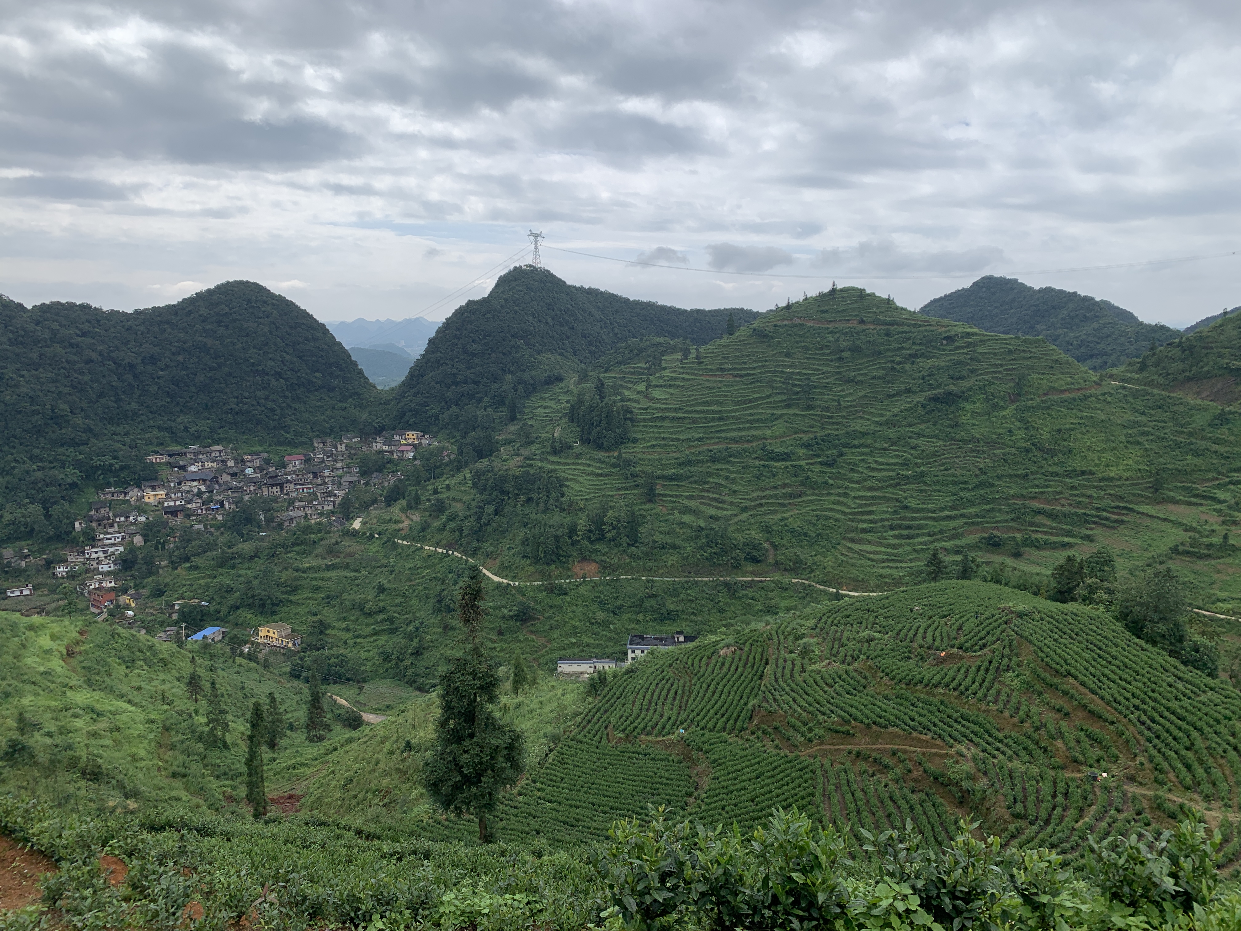 茶山风景