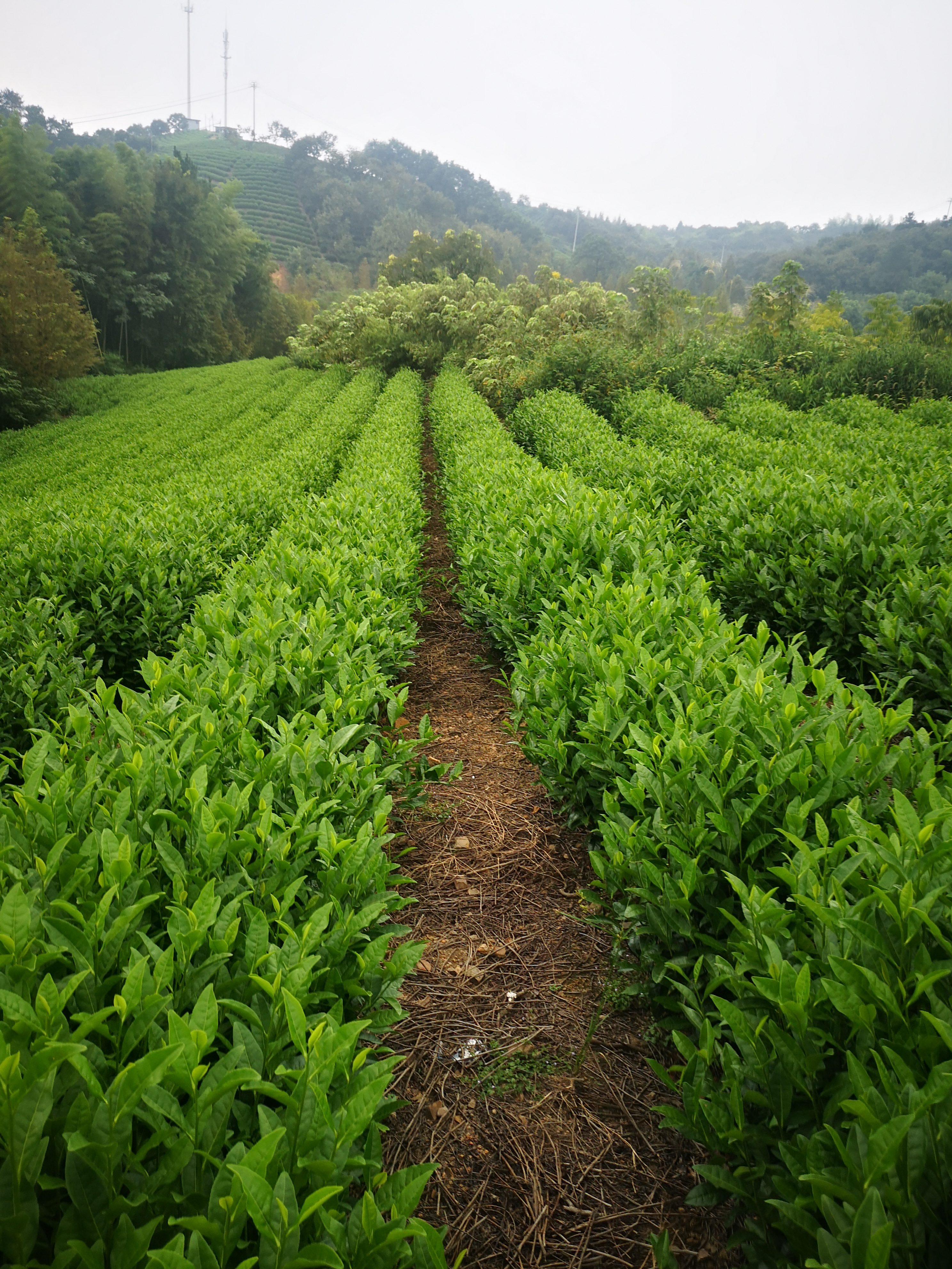 茶山风景