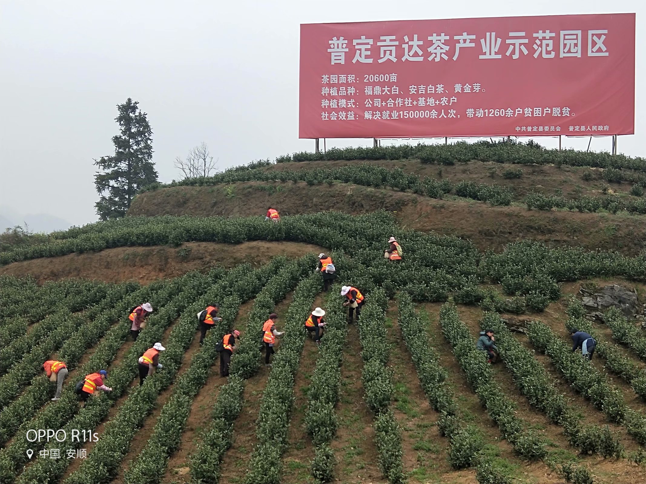 茶山风景