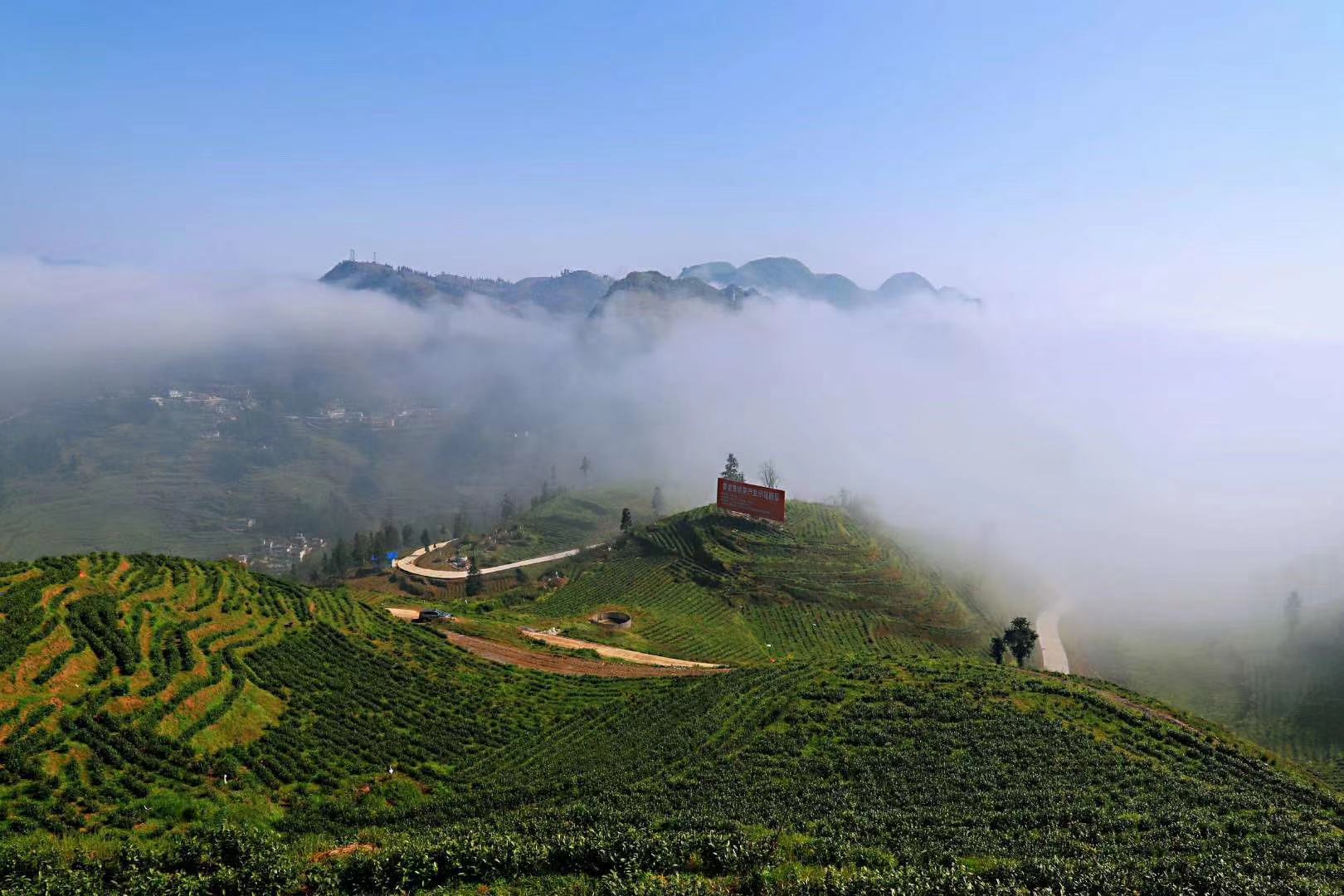 茶山风景